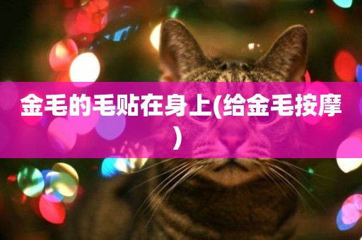 金毛的毛貼在身上(給金毛按摩) 