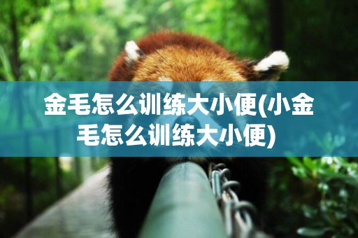 金毛怎么訓練大小便(小金毛怎么訓練大小便) 