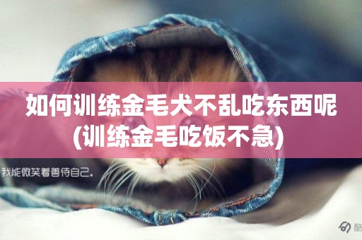 如何訓練金毛犬不亂吃東西呢(訓練金毛吃飯不急) 