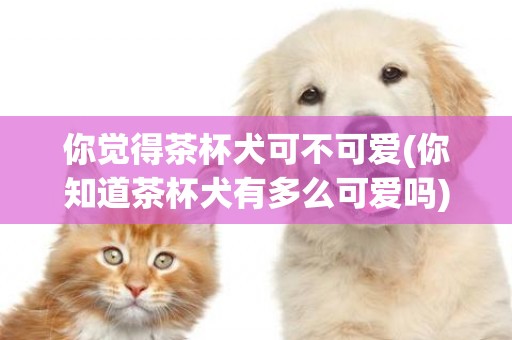你覺得茶杯犬可不可愛(你知道茶杯犬有多么可愛嗎) 