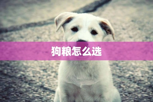 狗糧怎么選