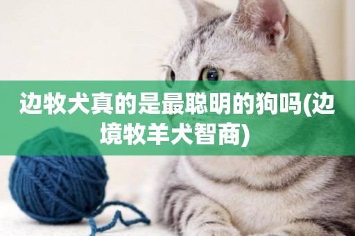 邊牧犬真的是最聰明的狗嗎(邊境牧羊犬智商) 