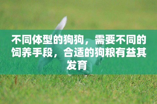 不同體型的狗狗，需要不同的飼養手段，合適的狗糧有益其發育 
