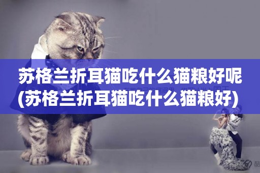 蘇格蘭折耳貓吃什么貓糧好呢(蘇格蘭折耳貓吃什么貓糧好) 