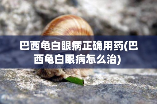 巴西龜白眼病正確用藥(巴西龜白眼病怎么治) 