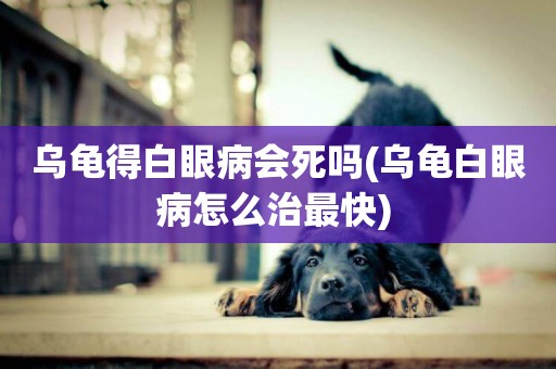 烏龜得白眼病會死嗎(烏龜白眼病怎么治最快) 