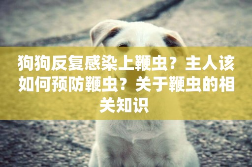 狗狗反復感染上鞭蟲？主人該如何預防鞭蟲？關于鞭蟲的相關知識 