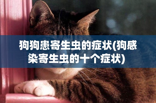 狗狗患寄生蟲的癥狀(狗感染寄生蟲的十個癥狀) 
