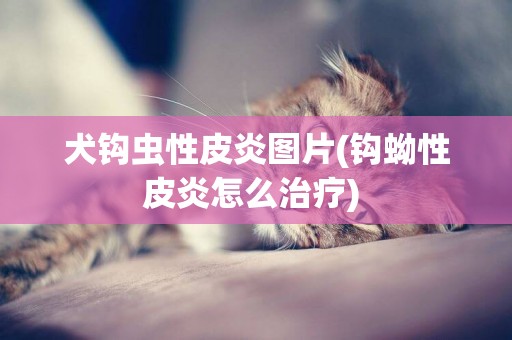 犬鉤蟲性皮炎圖片(鉤蚴性皮炎怎么治療) 