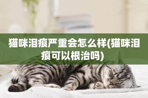 貓咪淚痕嚴重會怎么樣(貓咪淚痕可以根治嗎) 