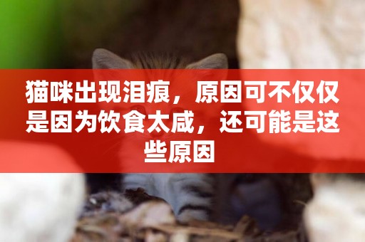 貓咪出現淚痕，原因可不僅僅是因為飲食太咸，還可能是這些原因 