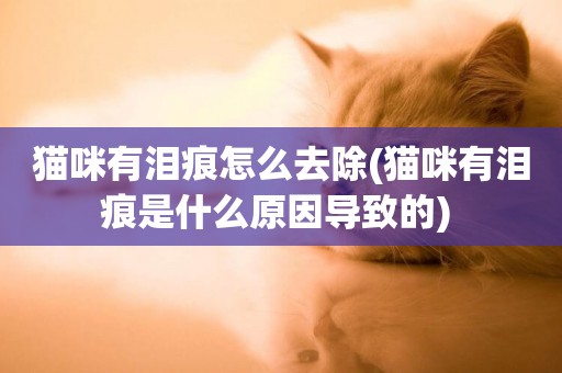 貓咪有淚痕怎么去除(貓咪有淚痕是什么原因導致的) 