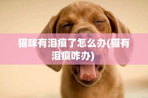 貓咪有淚痕了怎么辦(貓有淚痕咋辦) 
