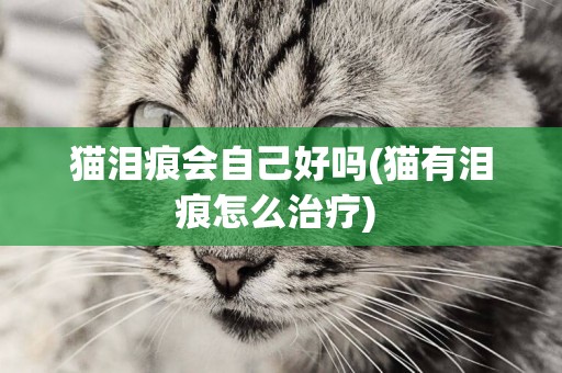 貓淚痕會自己好嗎(貓有淚痕怎么治療) 