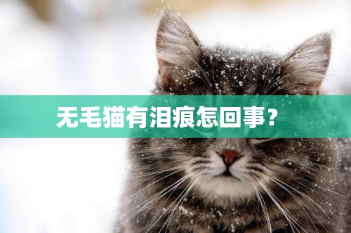 無毛貓有淚痕怎回事？ 