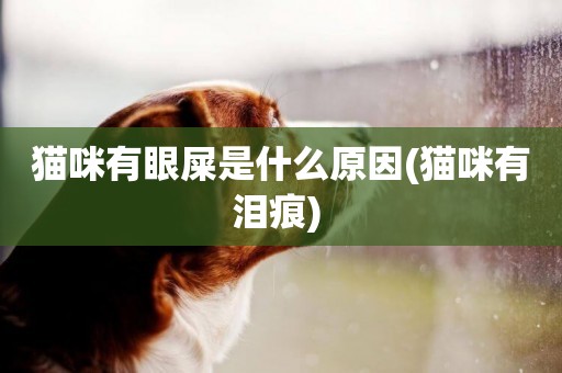 貓咪有眼屎是什么原因(貓咪有淚痕) 