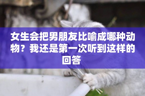 女生會把男朋友比喻成哪種動物？我還是第一次聽到這樣的回答 
