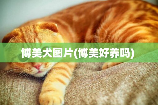 博美犬圖片(博美好養嗎) 