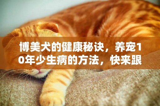 博美犬的健康秘訣，養寵10年少生病的方法，快來跟著學 