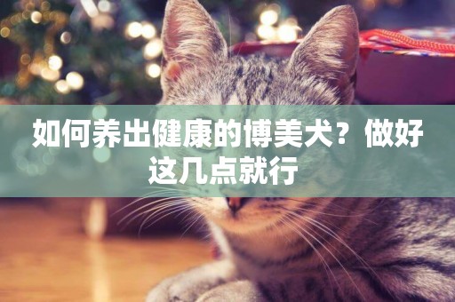 如何養出健康的博美犬？做好這幾點就行 