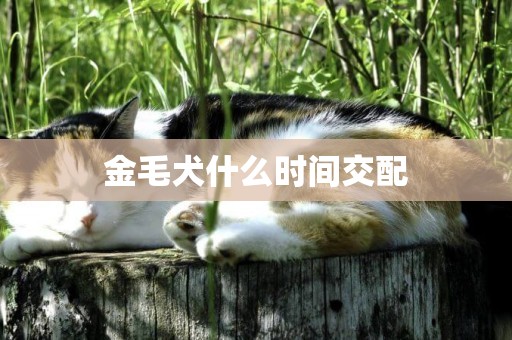 金毛犬什么時間交配