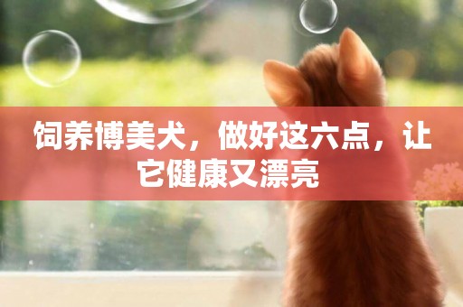 飼養博美犬，做好這六點，讓它健康又漂亮 