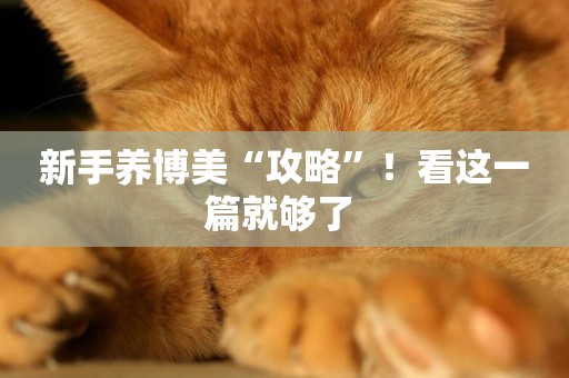 新手養博美“攻略”！看這一篇就夠了 