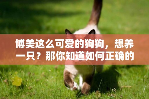 博美這么可愛的狗狗，想養一只？那你知道如何正確的照顧它嗎？ 