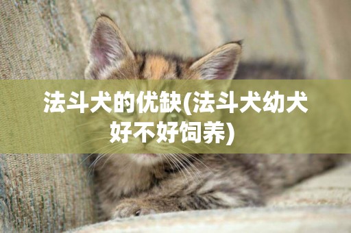 法斗犬的優缺(法斗犬幼犬好不好飼養) 