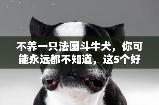 不養一只法國斗牛犬，你可能永遠都不知道，這5個好處 