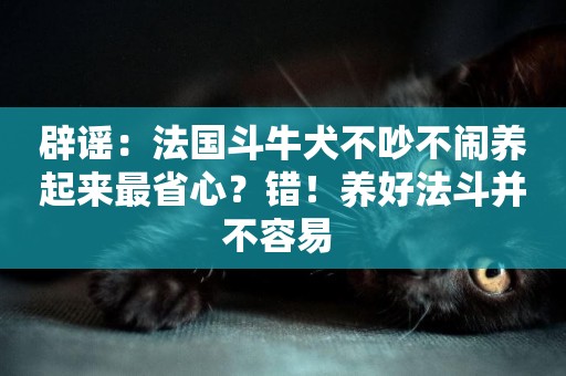 辟謠：法國斗牛犬不吵不鬧養起來最省心？錯！養好法斗并不容易 