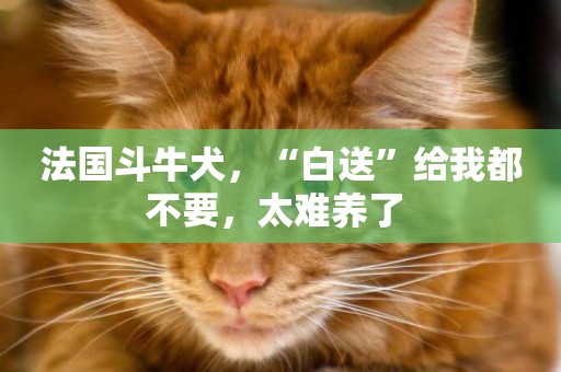 法國斗牛犬，“白送”給我都不要，太難養了 