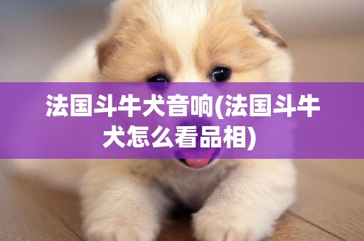 法國斗牛犬音響(法國斗牛犬怎么看品相) 
