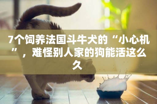 7個飼養法國斗牛犬的“小心機”，難怪別人家的狗能活這么久 