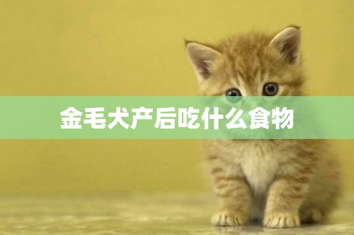 金毛犬產后吃什么食物