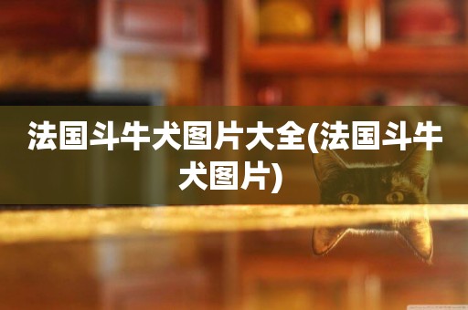 法國斗牛犬圖片大全(法國斗牛犬圖片) 