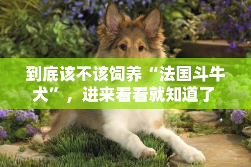 到底該不該飼養“法國斗牛犬”，進來看看就知道了 