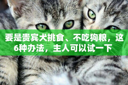 要是貴賓犬挑食、不吃狗糧，這6種辦法，主人可以試一下 