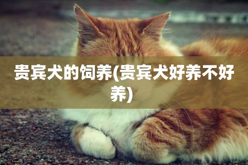 貴賓犬的飼養(貴賓犬好養不好養) 