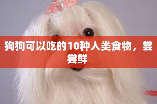 狗狗可以吃的10種人類食物，嘗嘗鮮 