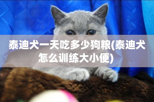 泰迪犬一天吃多少狗糧(泰迪犬怎么訓練大小便) 