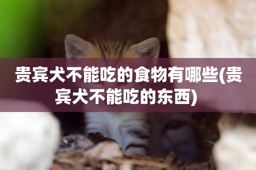 貴賓犬不能吃的食物有哪些(貴賓犬不能吃的東西) 