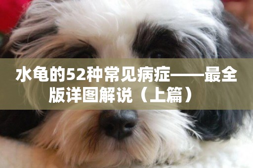 水龜的52種常見病癥——最全版詳圖解說（上篇） 