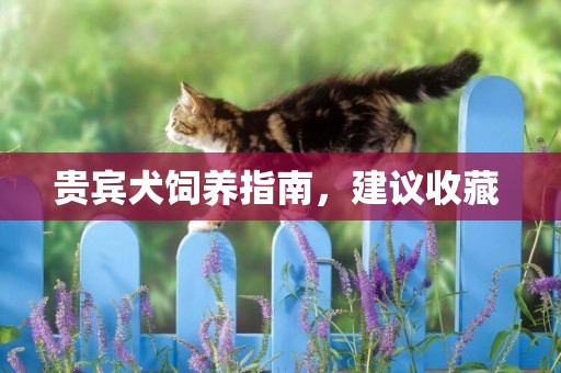 貴賓犬飼養指南，建議收藏 
