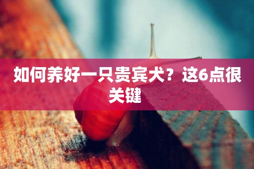 如何養好一只貴賓犬？這6點很關鍵 