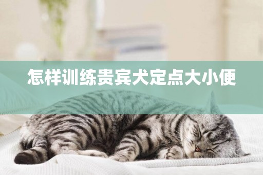 怎樣訓練貴賓犬定點大小便 