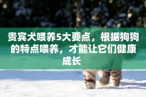 貴賓犬喂養5大要點，根據狗狗的特點喂養，才能讓它們健康成長 