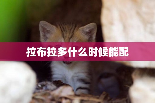 拉布拉多什么時候能配