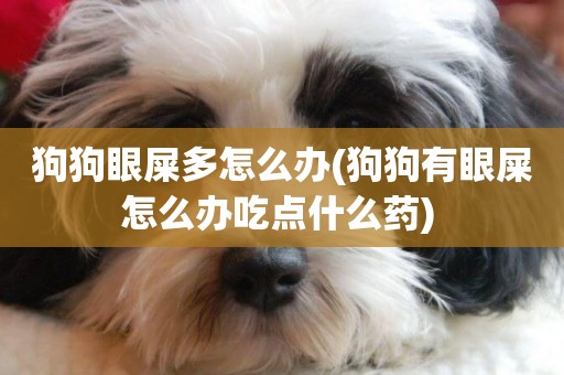 狗狗眼屎多怎么辦(狗狗有眼屎怎么辦吃點什么藥) 