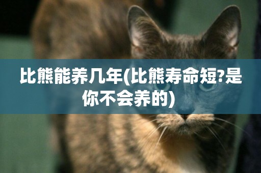 比熊能養幾年(比熊壽命短?是你不會養的) 